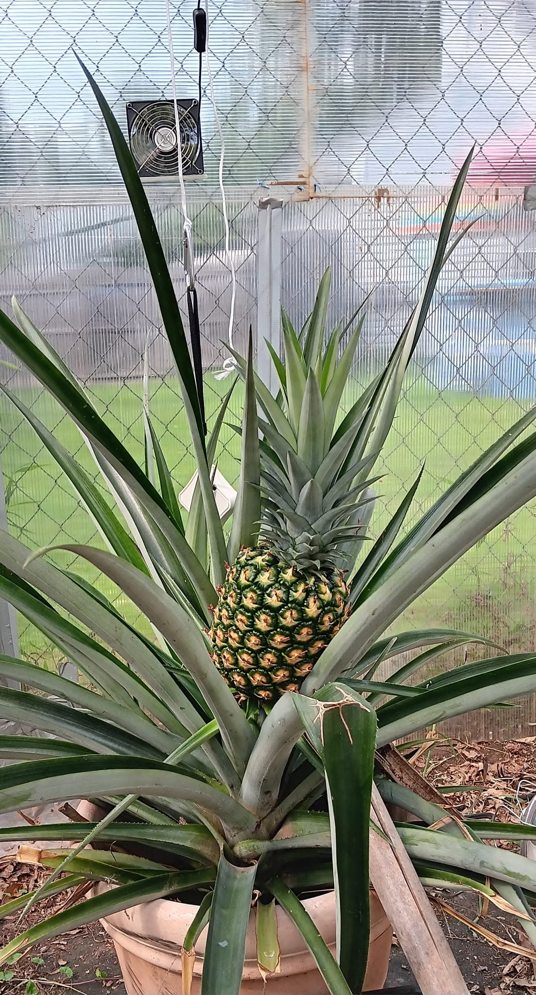 Pineapple grown by Stan Moore in his homemade greenhouse